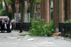 The fallen limb that took the life of a 6-month-old child in June.